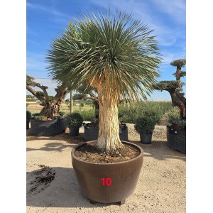 Yucca rostrata maceta deco